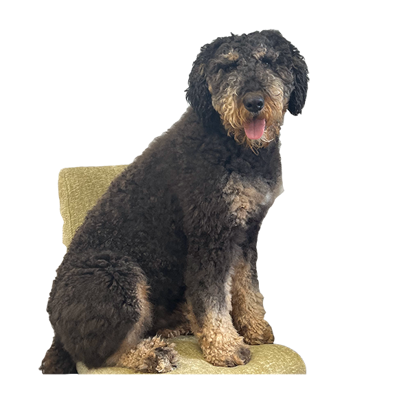 George the Mascot